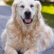 Bonded Senior Golden Retrievers Find Home with Couple Mourning Their Beloved Golden