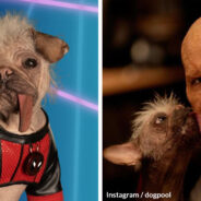 Britain’s Ugliest Dog Stars with Ryan Reynolds and Hugh Jackman in Deadpool & Wolverine