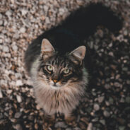 Children Hunt Hundreds of Cats in New Zealand’s Cruel Contest