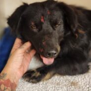 Dog Hit By Car And Left Injured In The Middle Of The Road Needs Our Help