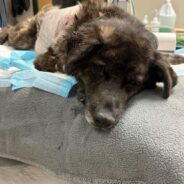 Dog Shot Several Times During Argument Needs Emergency Surgery To Survive