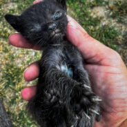 Emaciated Kitten Dumped At Overcrowded Shelter Transforms Into Affectionate Cat, Thanks to Your Support