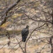 Endangered California Condors Suffer From Illegal Hunting, Lead Poisoning, Habitat Loss