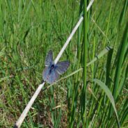 Fender’s Blue Butterfly Comeback Brings Hope to Oregon Biodiversity