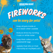 Fireworks can be scary for pets! Keep them safe this July 4th.