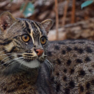 Fishing Cats Face Extinction as Wetlands Disappear Across Asia