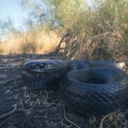 From One the Size of a Noodle to the ‘Most Beautiful Serpent in North America’: 10 Unique Snakes