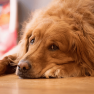 Is My Dog Depressed? Signs, Causes, and Treatments