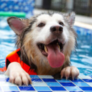 Key Tips on Pool Safety for Dogs