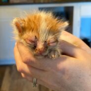 Kitten Barely Able to Breathe Makes Miraculous Recovery, Thanks to Your Support