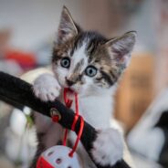 Little Stray Cat Scares Much Larger Cats With Her Big Personality