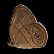 Michigan’s Rare Mitchell’s Satyr Butterfly Teeters on the Brink of Extinction