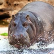 New Research Shows Hippos Can Fly… Well, Sort Of