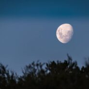 New Research Shows How Nocturnal Ants in Australia Rely on the Moon to Navigate