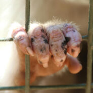 Nicotine Testing: The Hidden Torture of Helpless Animals