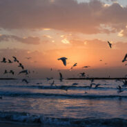 NYC’s Beach Drones Under Attack as Birds Fight Back to Protect Nests