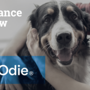 Odie Pet Insurance Review 2024: An Expert’s Breakdown