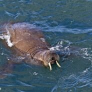 Orphaned Weeks-Old Walrus is Getting Round-the-Clock Care to Help Her Survive