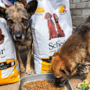 Over 300 Dogs Rescued From Frontlines Have Full Bellies, Thanks to You