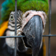 Pepper the Foul-Mouthed Parrot Finds a New Home After 400 Applications