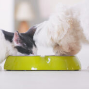 Plasma for Dogs and Cats: The #1 Ingredient to Look For!