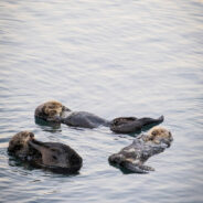 Sea Otters Return to Oregon After a Century of Extinction