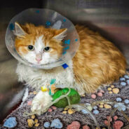 Seriously Injured Cats Make Full Recovery After Dog Attack Thanks To Your Support