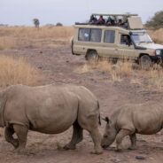 South African Scientists Inject Rhinos with Radioactive Material to Save Them from Poachers