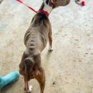 Starving Mama Dogs Only Fed Oatmeal Rescued Along With Their Puppies