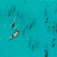 Stranded Dolphins in Cape Cod Face Deadly Battle for Survival