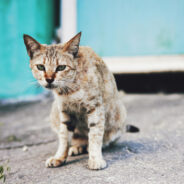 Stray Animals Overwhelm Puerto Rico Years After Hurricane Aftermath