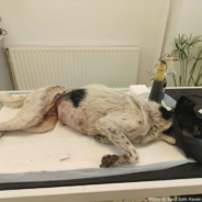 Stray Dog Cut Open By Wire Needs Emergency Surgery To Heal