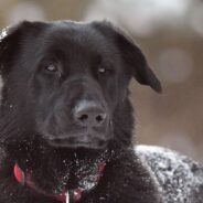 Stray Dog Decides Family’s Sidewalk is His Home, But He Won’t Let Them Touch Him