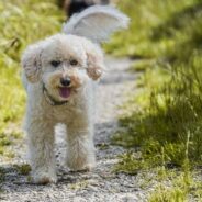 Stray Dog Endears Himself to Stranger By ‘Playing Possum’ When She Greets Him