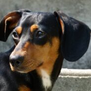 Stray Puppy Shows Up at Barbecue, Ends Up Touring the Country with Musician Who’s Also There