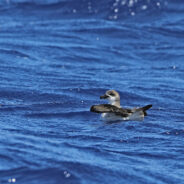 The Astonishing Foraging Strategy of Hurricane Chasing Birds, the Desertas Petrels