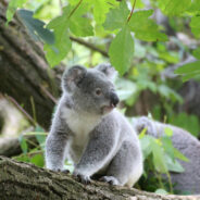 The Cruel Reality Behind Koala Cuddling Revealed