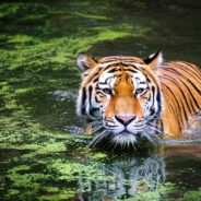 This International Tiger Day, Learn About an Endangered Subspecies and How You Can Help Save It