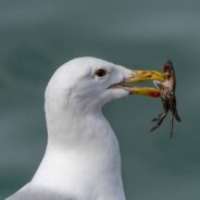 Though They May Steal a Human Snack or Two, Research Shows Seagulls Prefer Fish