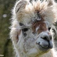 Traumatized Llama Gets Fresh Start at Sanctuary & Case of Zoomies with New Friends