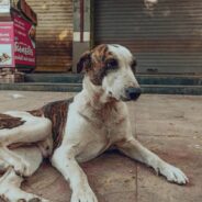 Turkey’s Plan to Euthanize Millions of Street Dogs Sparks Nationwide Outrage