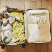 Ultimate Checklist of Essentials for Traveling With Your Dog