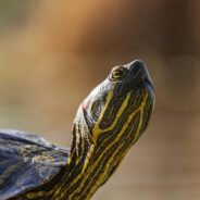 Violinist’s Mesmerizing Park Performance Draws Unexpected Turtle Audience