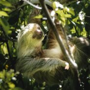 Why Hugging Sloths Could Be Dangerous and Devastating to the Species