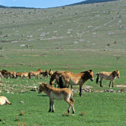 Wild Horses Return to Kazakhstan in Stunning Conservation Triumph