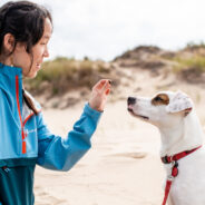 4 Things a California Shelter Learned When They Started Day Trips for Dogs 