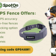 A Guide to Wireless Dog Fences