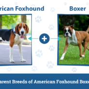 American Foxhound Boxer Mix Dog Breed: Info, Pictures Care & Facts