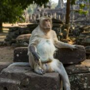 Angkor’s Monkeys Face Abuse as YouTubers Chase Viral Fame