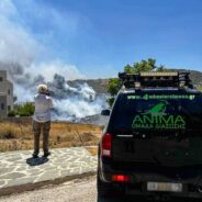 As Fires and Heatwaves Hit Greece, You’ve Helped Us Rescue Impacted Wildlife